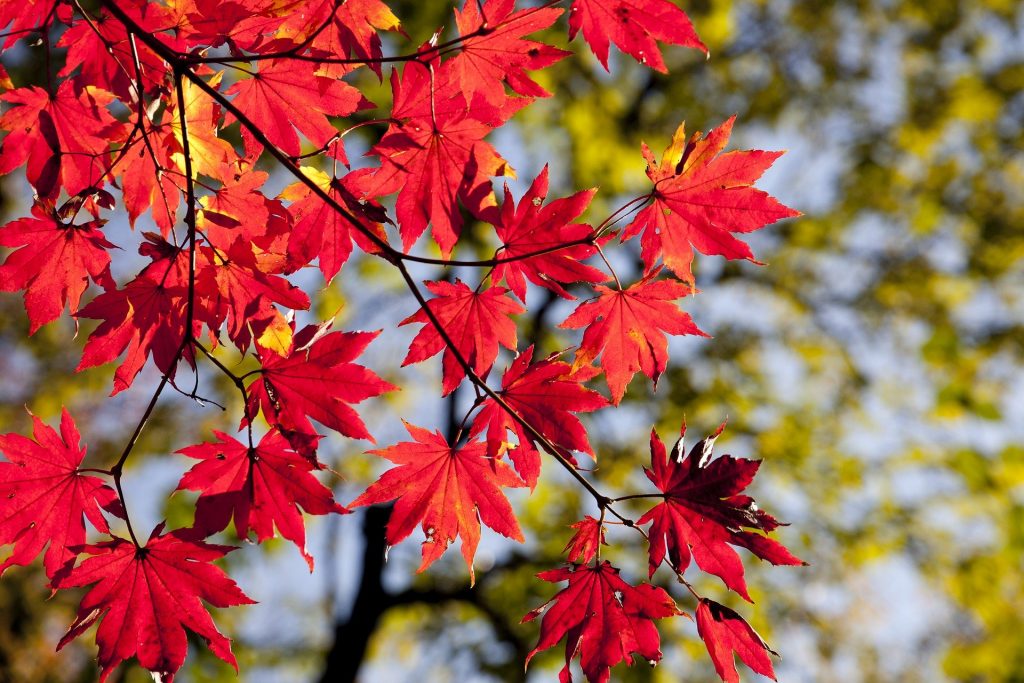 autumn leaves 2789234 1920